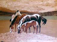 Chevaux se désaltérant