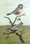 Oiseaux bleus