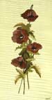 Pavots